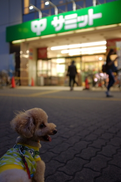 忠犬メロン。