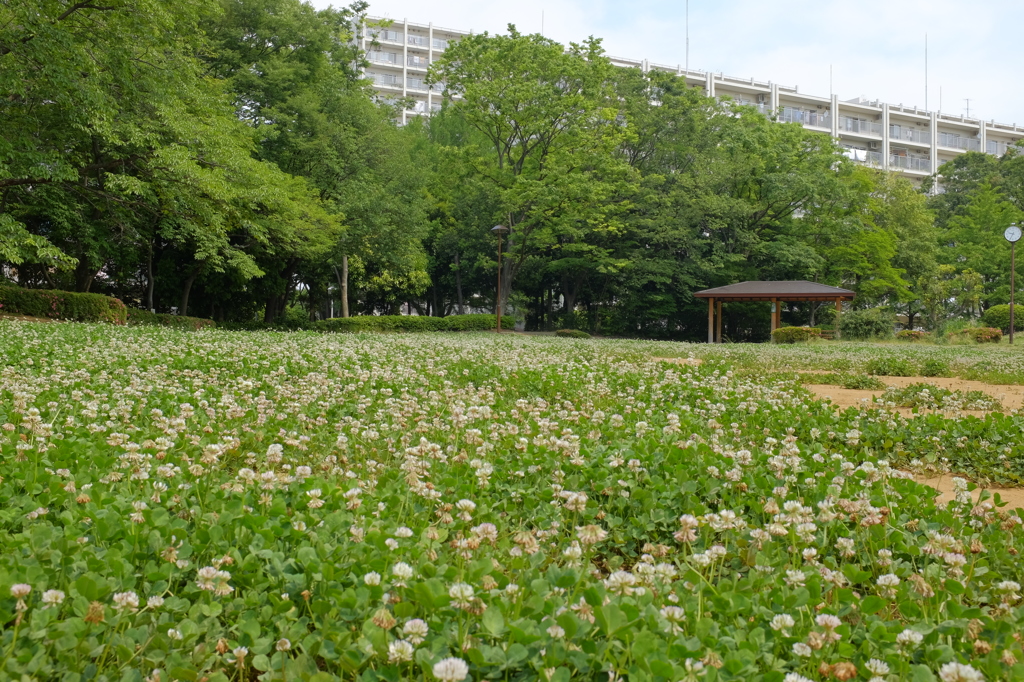 シロツメクサの記憶。