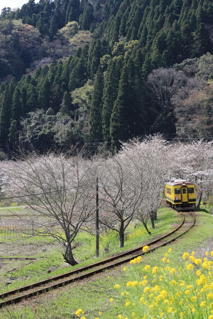 菜の花鉄道。②