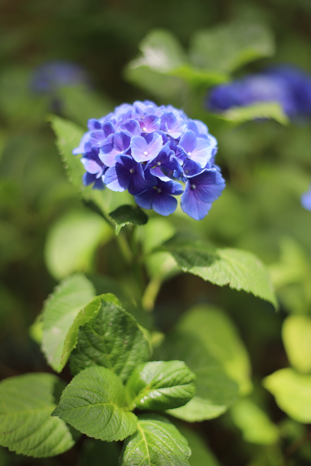 夏日の紫陽花。