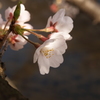 市街地の桜⑧
