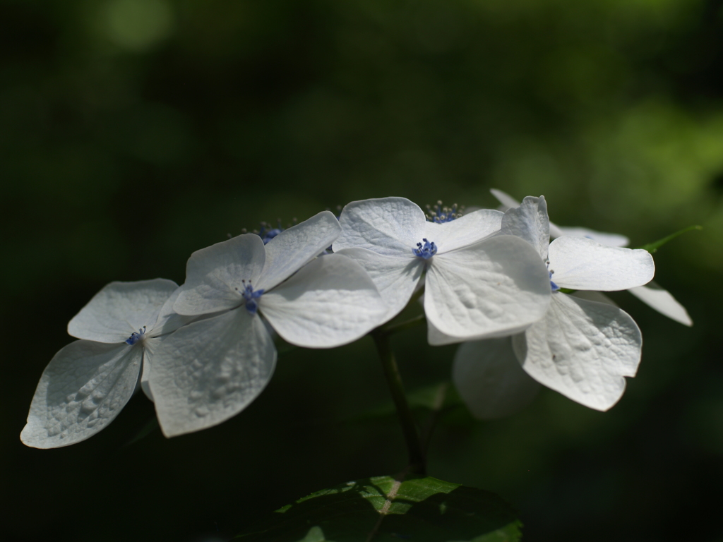 紫陽花と光③