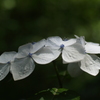 紫陽花と光③