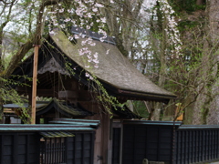 ギャラリー桜⑪