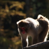 11月の陽光②