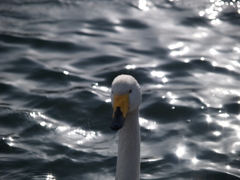 CCDのスミア出てるし。。