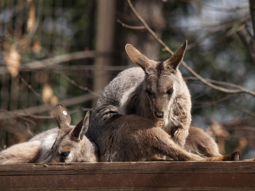 動物園の振り返り④