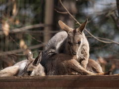 動物園の振り返り④