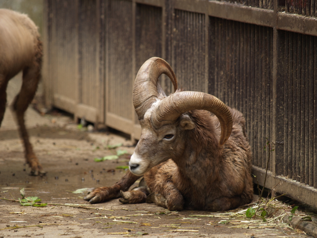 動物公園④