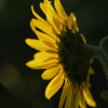 光の花②