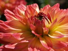 秋晴れ「秋田国際ダリア園」② 秋晴れ「秋田国際ダリア園」②