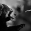 モノクロ動物園⑤