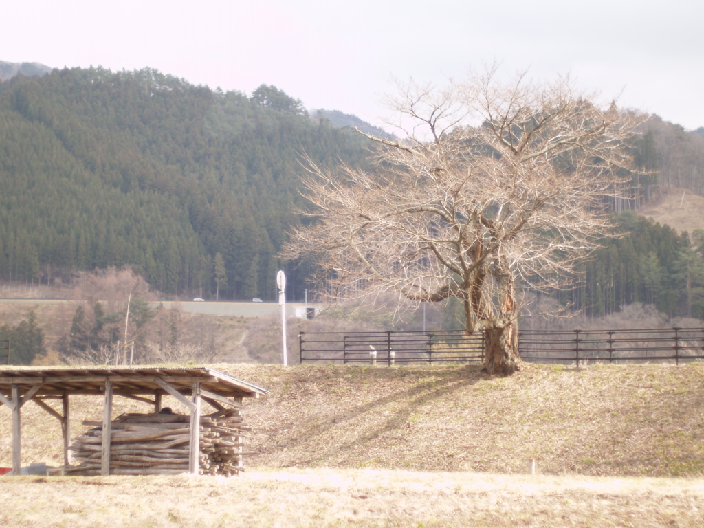 遠野の今、Takumar 50mm f1.4