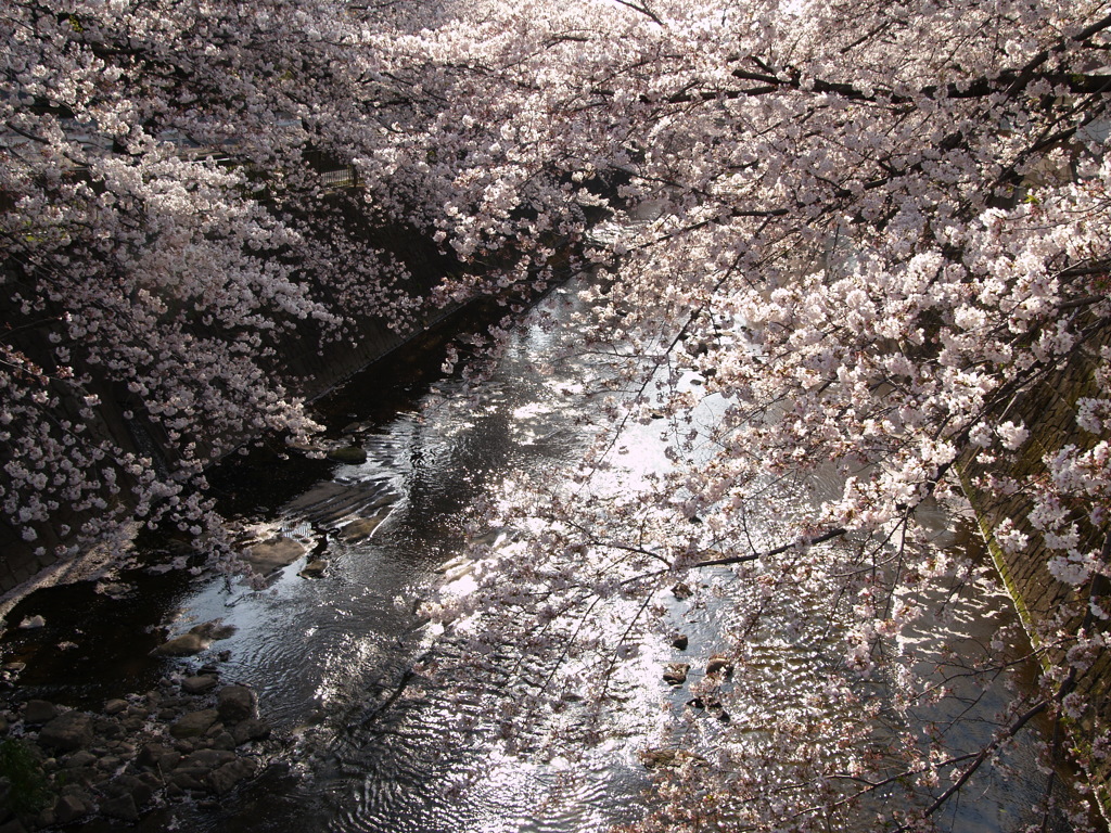 市街地の桜⑥