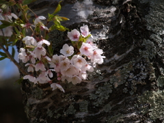 春の陽はどこへ②