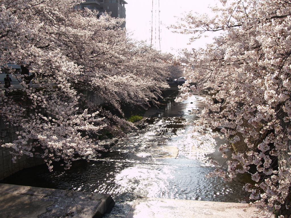 市街地の桜⑤