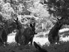 前足ペロペロ①