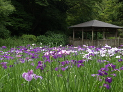 花菖蒲の季節①