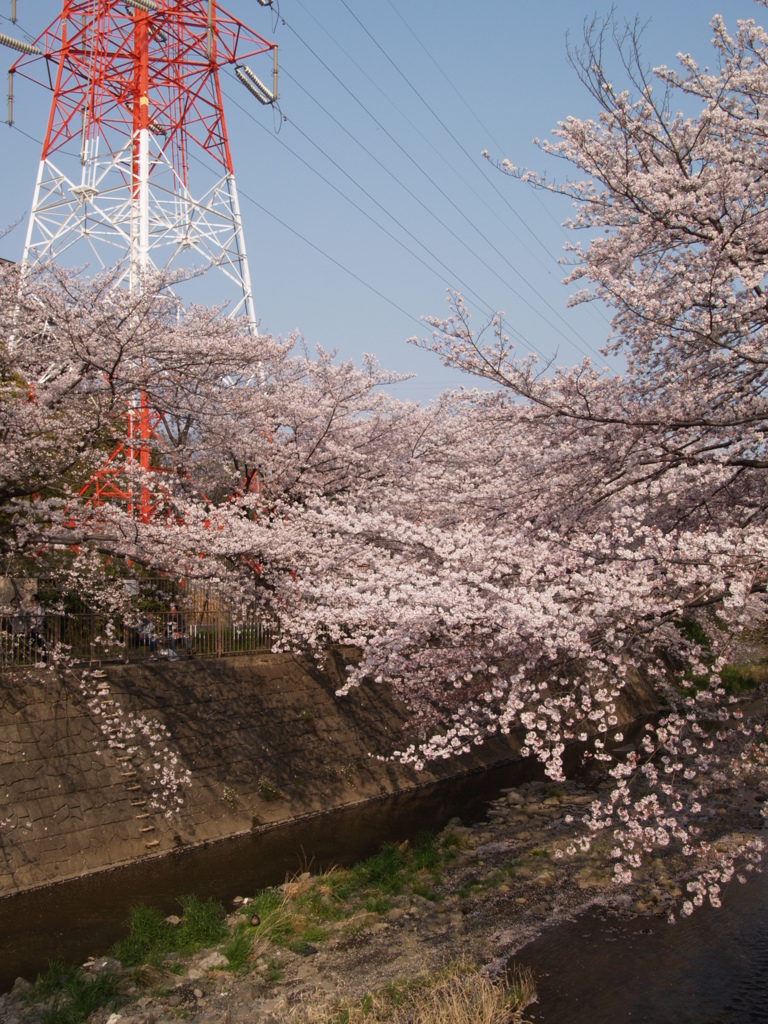 5M時代の臨場感（桜と鉄塔）