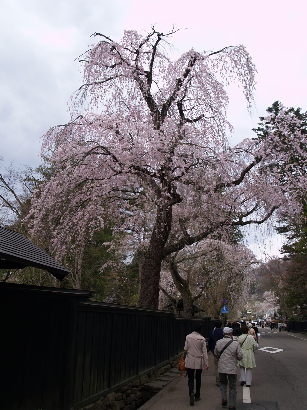 桜のまち角館⑤