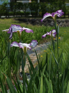 Daylight⑩