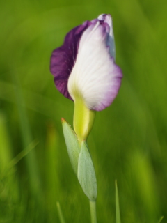 花菖蒲の季節④