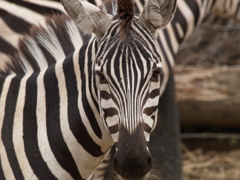 振り返り動物園③