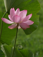 低画素の立体感①