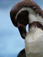 二次元じゃないペンギン
