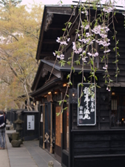 桜のまち角館⑩