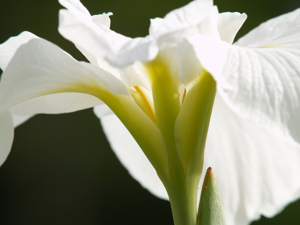 晴天下の花菖蒲③