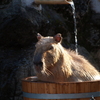 カピバラ温泉④