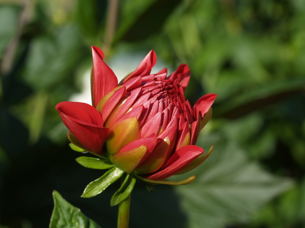花咲く力①