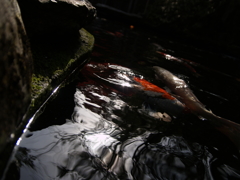 水面のゆらぎ①