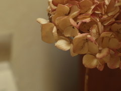 あじさいの色⑤