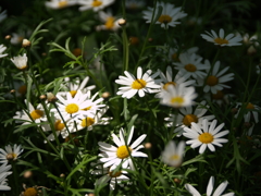 光に応える「花」に「人」、そしてカメラ