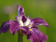 花菖蒲の季節③