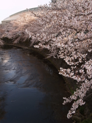 市街地の桜③