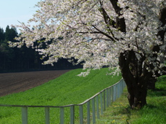 小岩井農場　柵例④