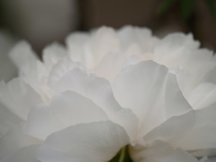 透過光①