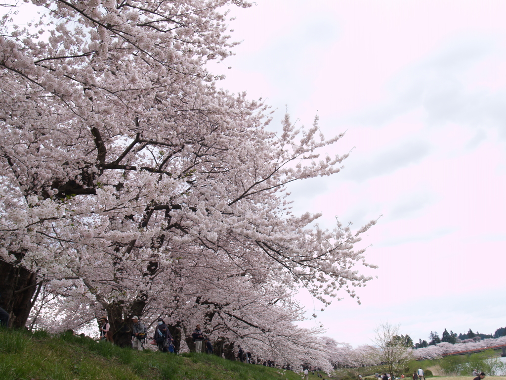 桜のまち角館①