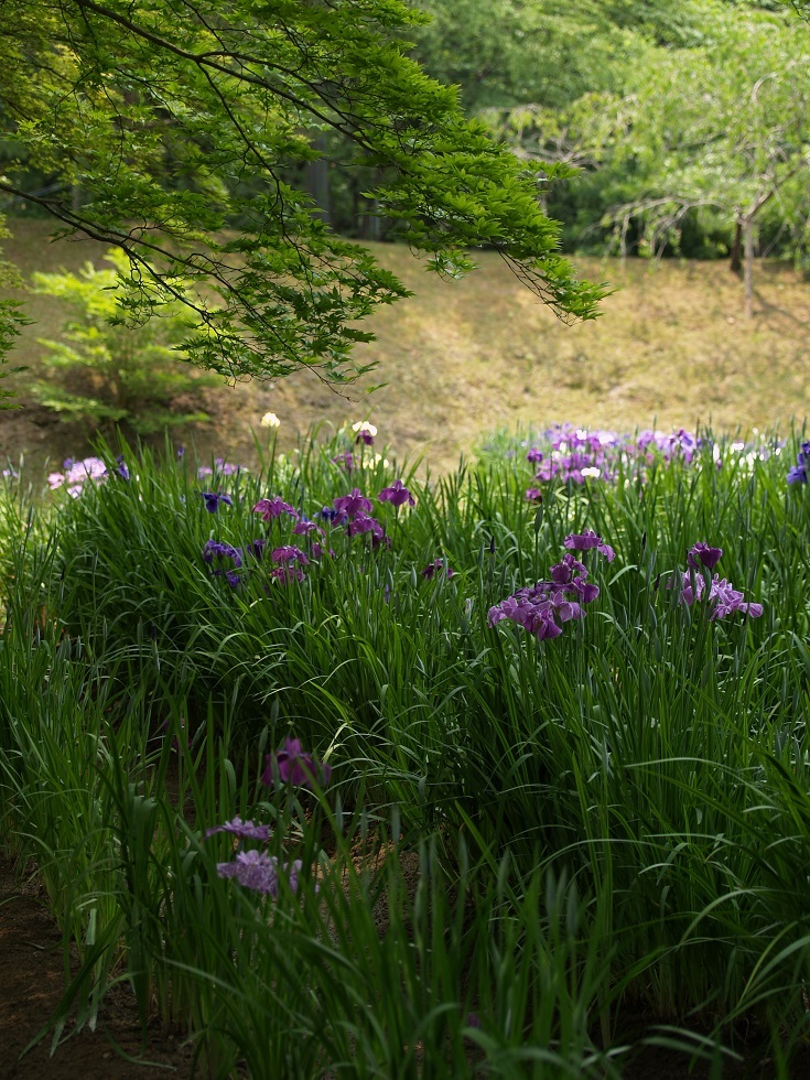 木陰の花菖蒲