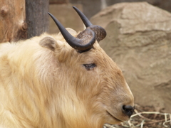振り返り動物園①
