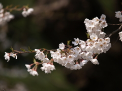 変哲もない素の春