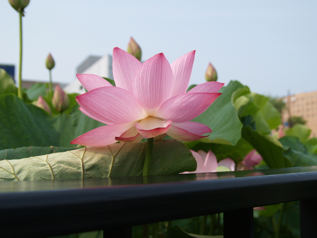 千秋公園③