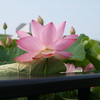 千秋公園③
