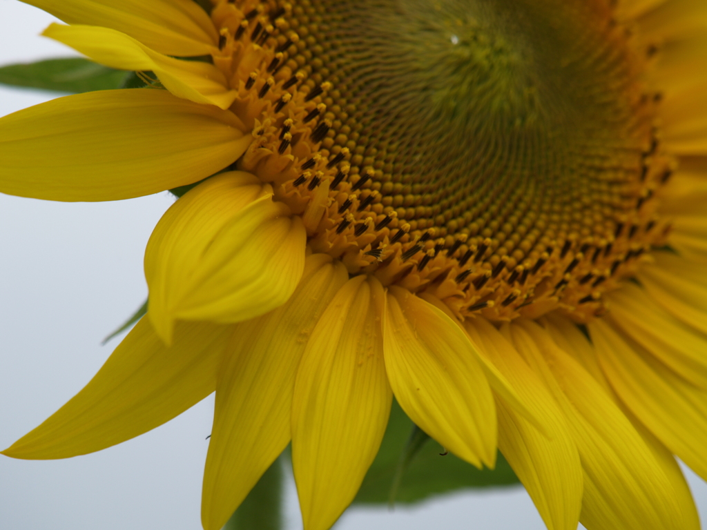 ひまわり畑で④