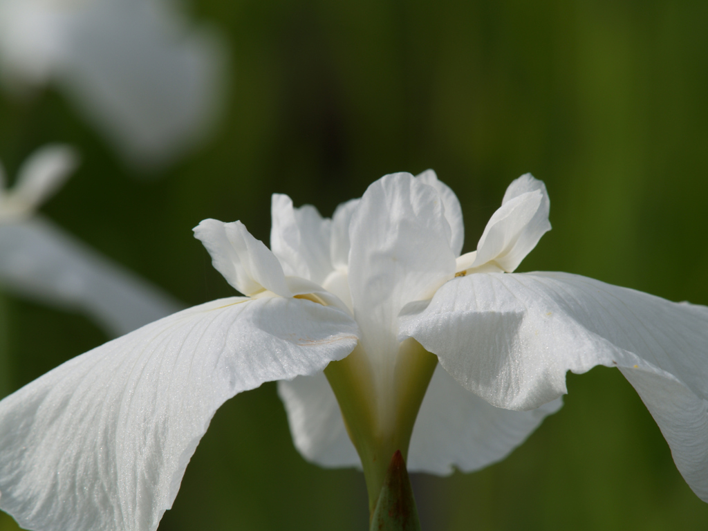花菖蒲の見方⑤