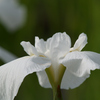 花菖蒲の見方⑤