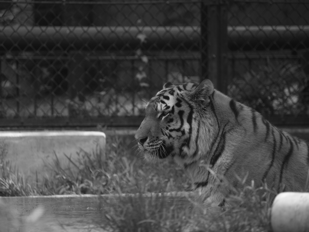 モノクロ動物園①